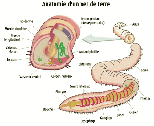 Les vers de terre