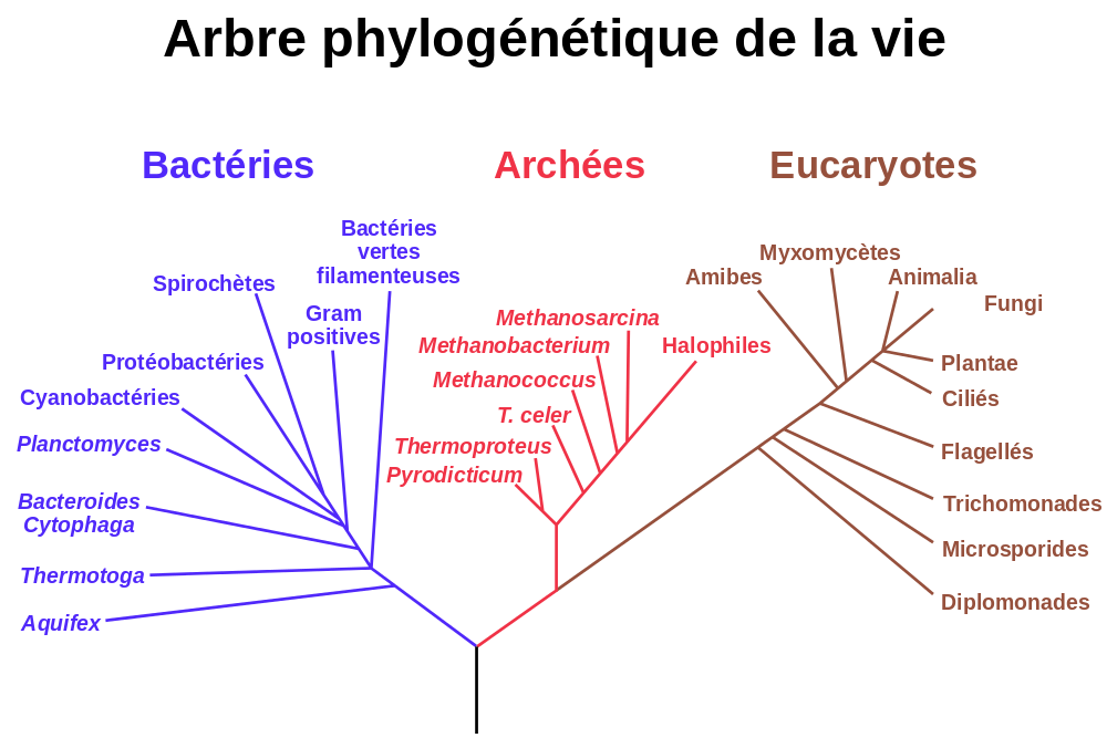 BactÃ©ries, archÃ©es et eucaryotes