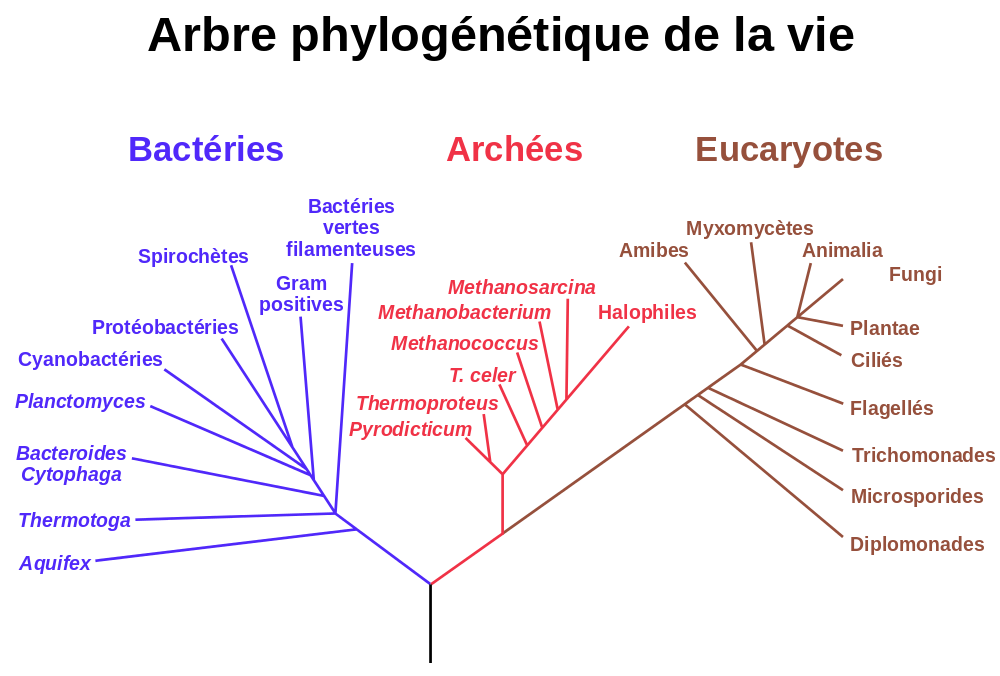 Bactéries, archées et eucaryotes