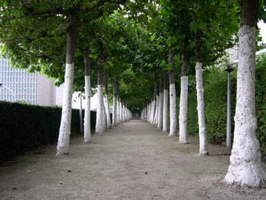 Arbres chaulés