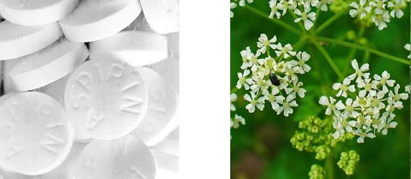 Aspirine et grande ciguë Aspirine et grande ciguë