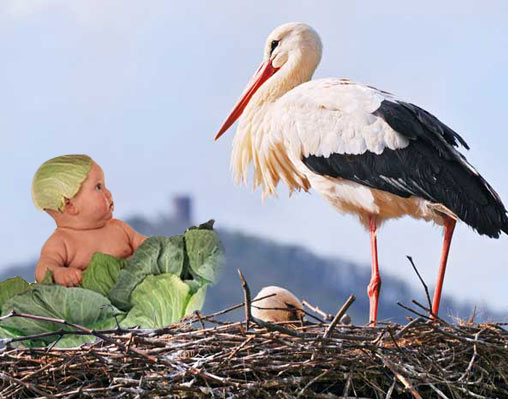 Les bébés ne naissent pas dans les choux !