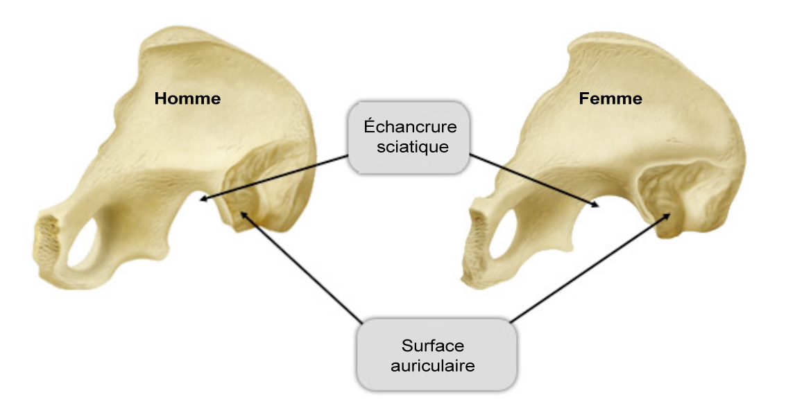 Comparaison : bassin d'homme et de femme