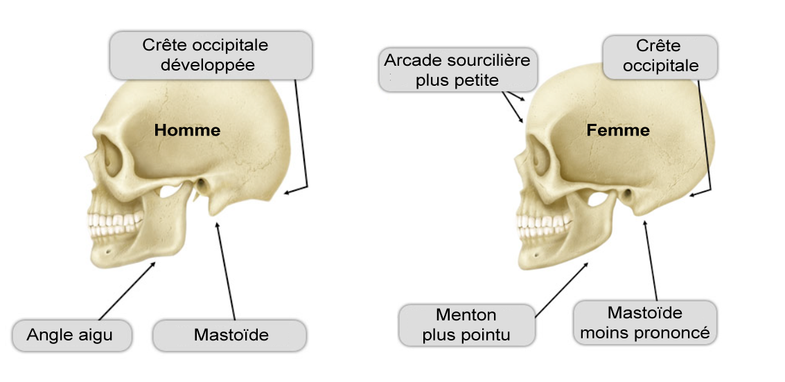 Comparaison : crâne d'homme et de femme Comparaison : crâne d'homme et de femme